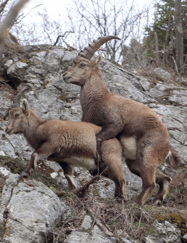 600x781, 250 Kb / козёл, козлиха, рога