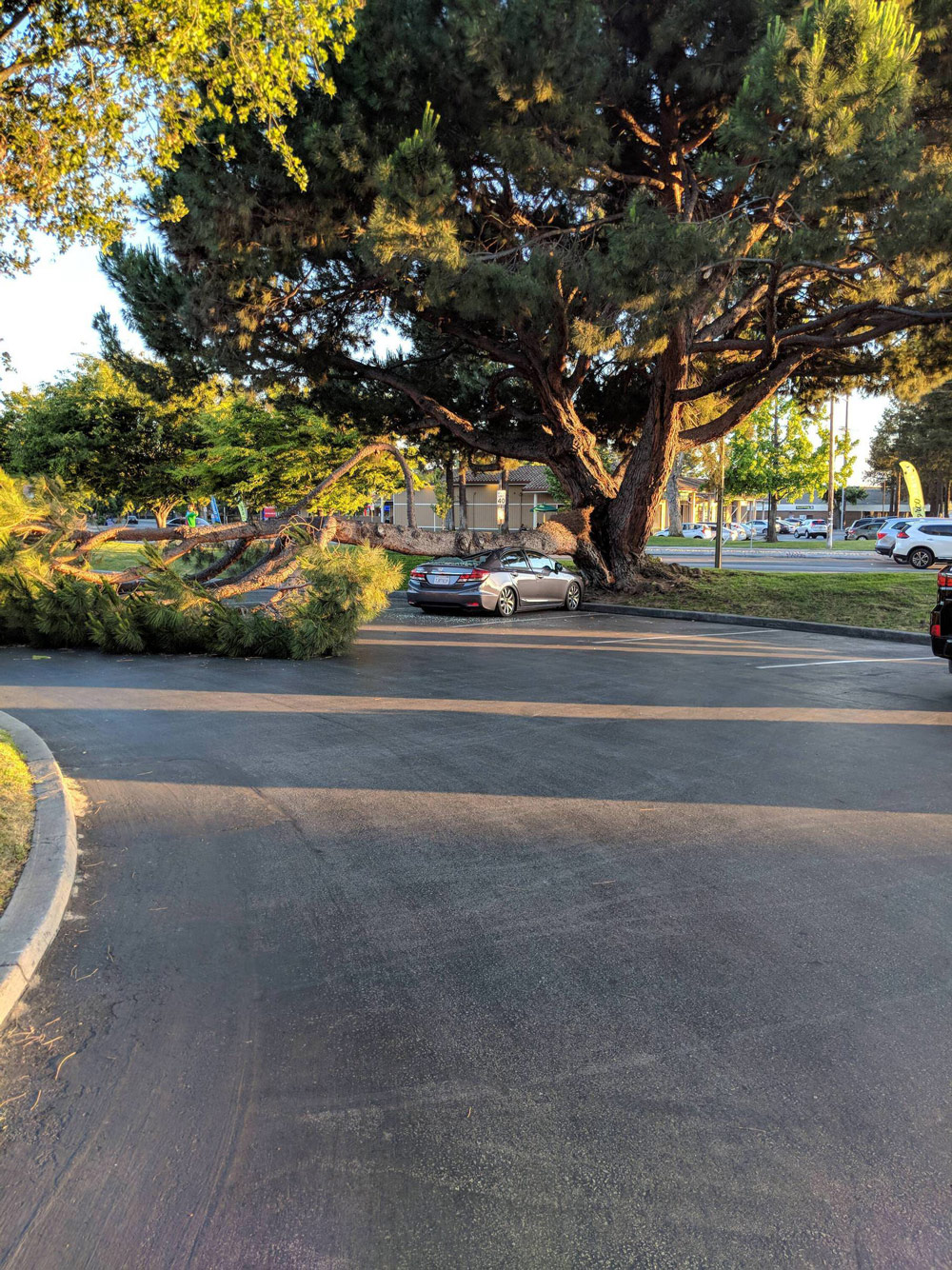 1000x1334, 511 Kb / дерево, машина