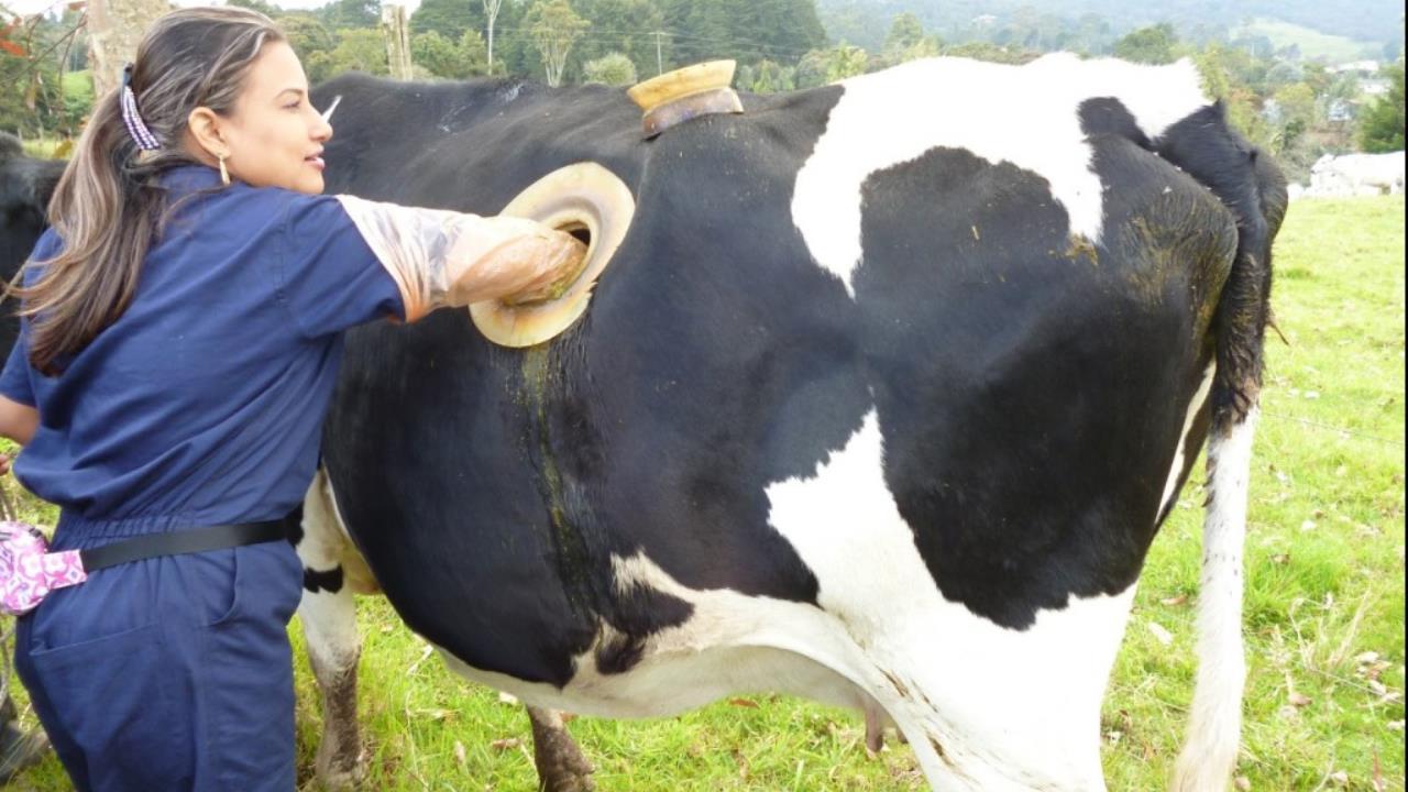 1280x720, 112 Kb / корова, фистула рубца