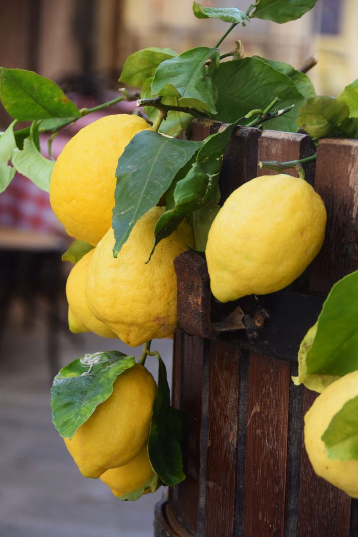 736x1104, 92 Kb / лимоны, забор