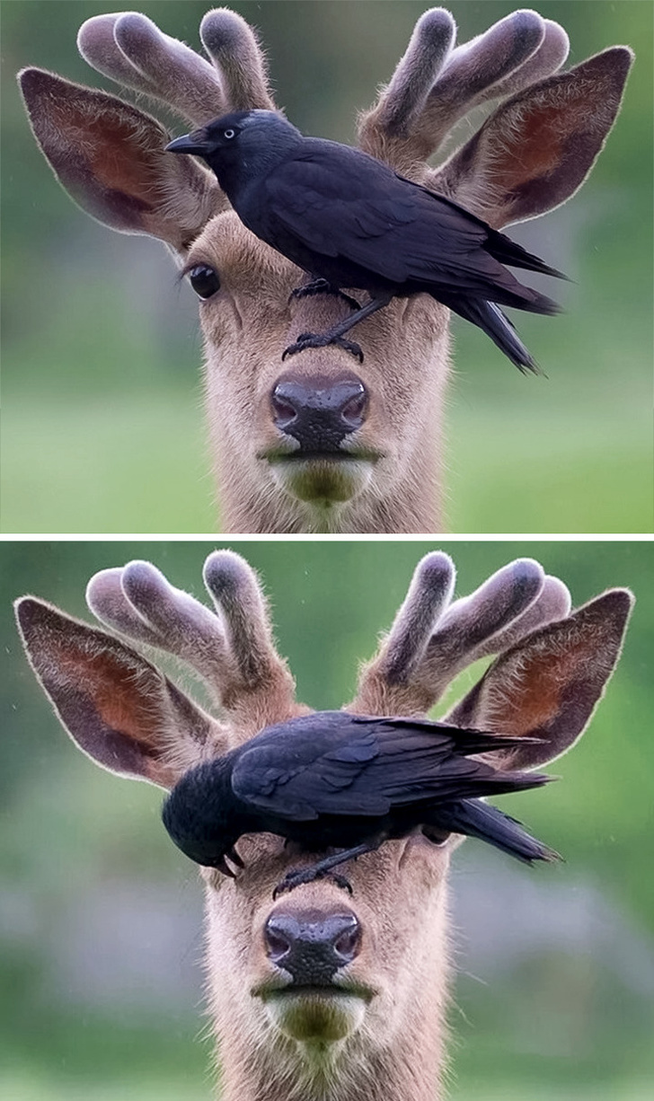 728x1226, 362 Kb / олень, птица