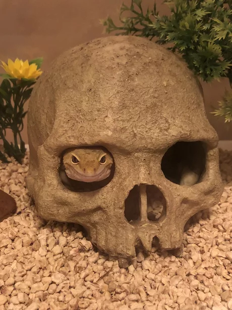 460x613, 222 Kb / геккон, череп