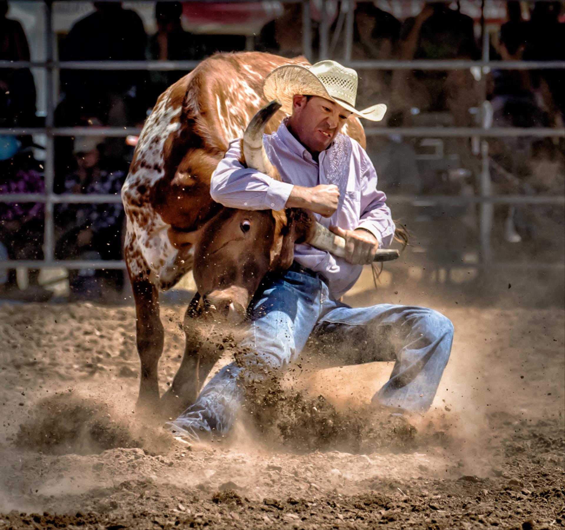 1920x1800, 382 Kb / ковбой, корова, пыль