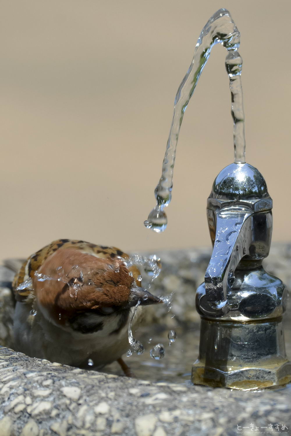 1000x1500, 144 Kb / воробей, вода