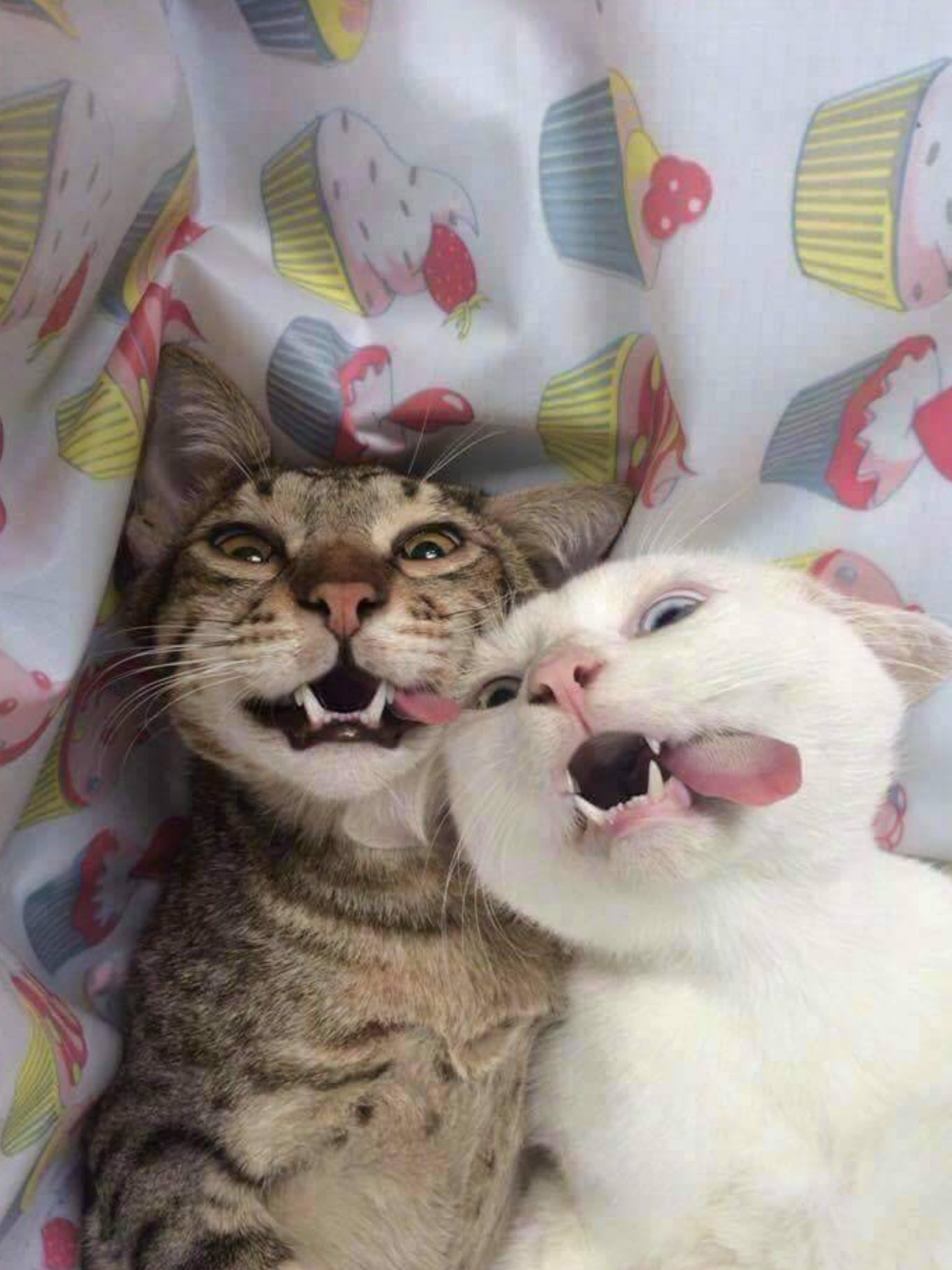 1536x2048, 236 Kb / кот, кошка, кошки, зубы, язык, улыбка