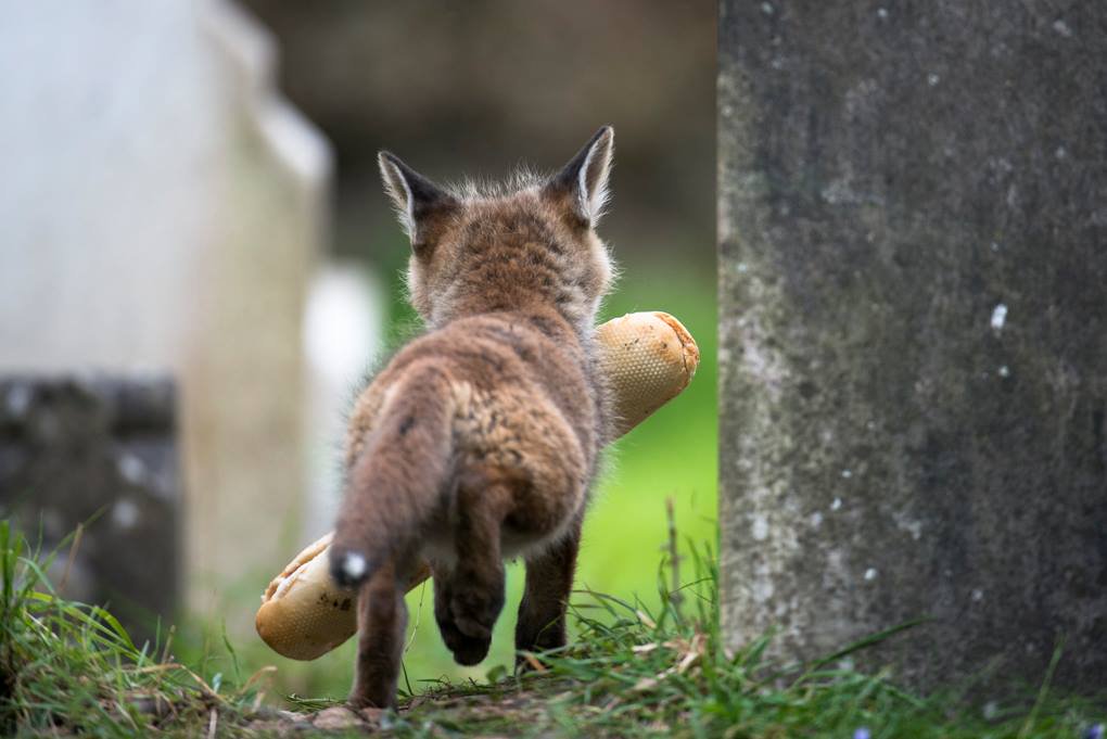 1020x681, 75 Kb / лисенок, багет