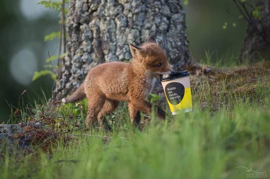 1080x716, 98 Kb / лиса, лис, лисенок, стакан, кофе