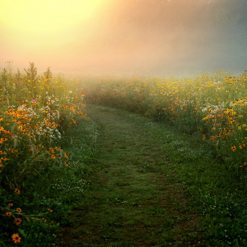 800x800, 285 Kb / поле, тропинка, небо, цветы, травы