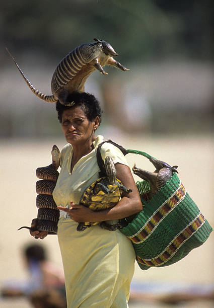 425x612, 38 Kb / броненосец, сумка, черепаха, кобра