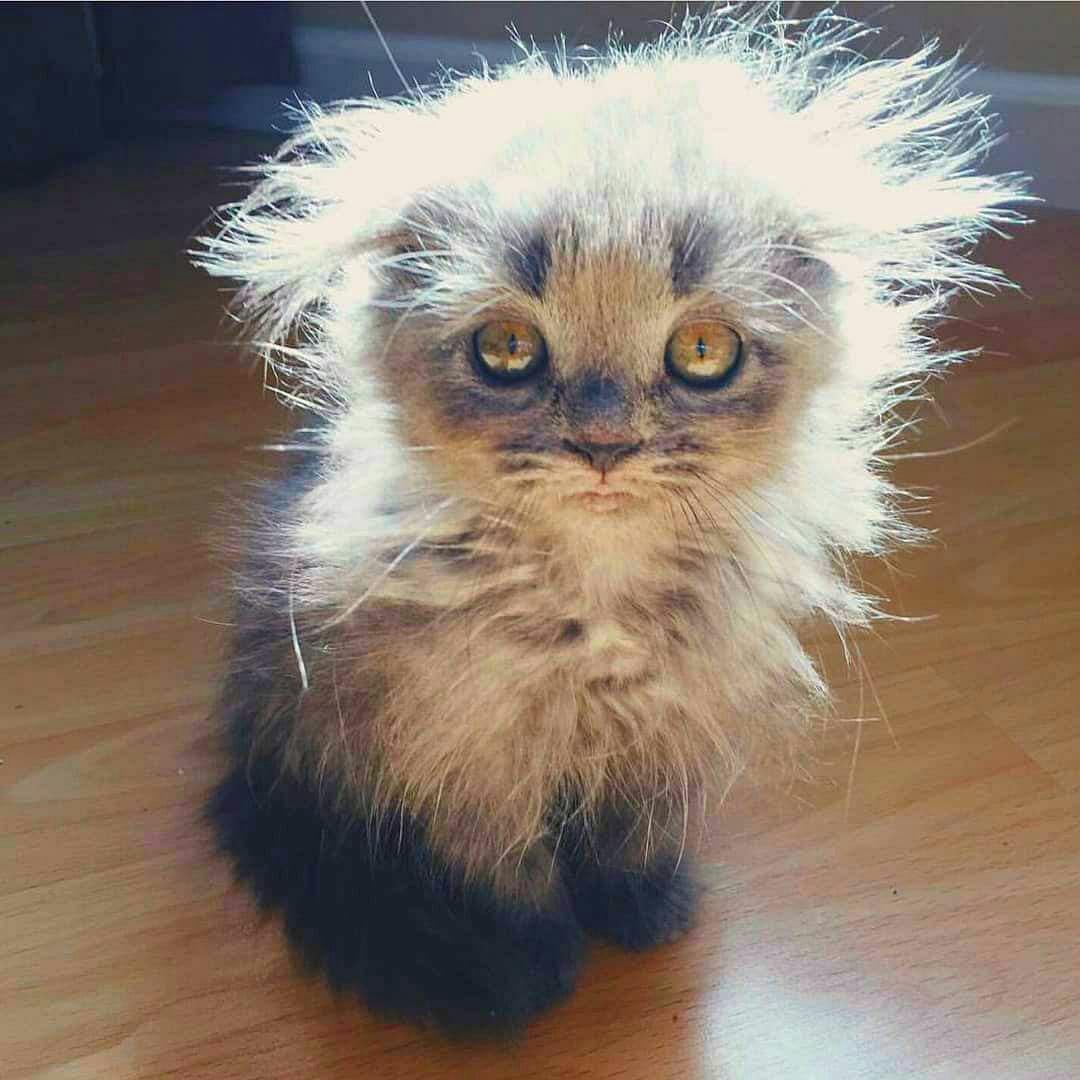 1080x1080, 104 Kb / котёнок, лохматый