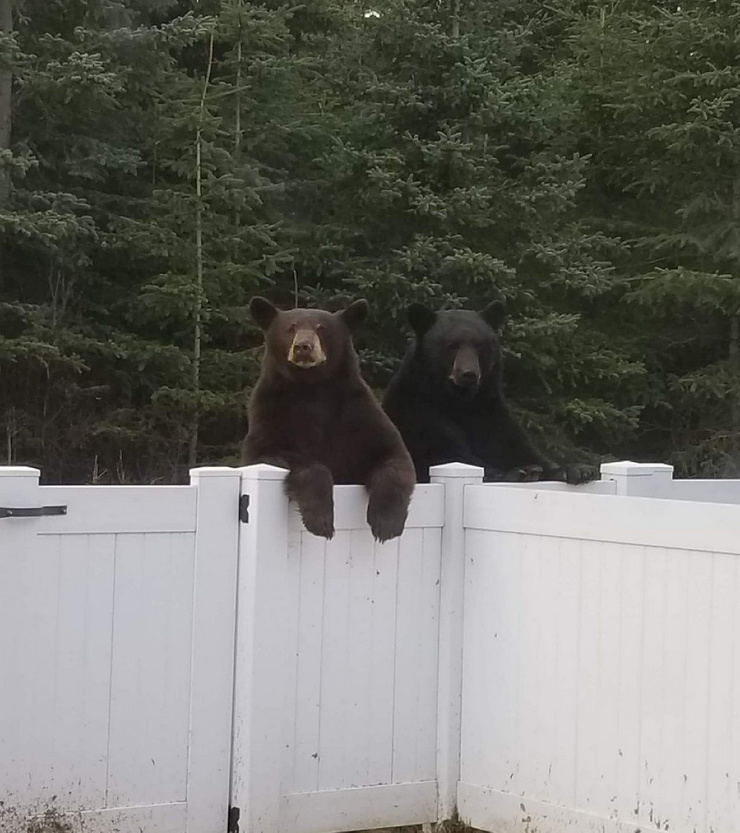 740x833, 165 Kb / медведи, забор, калитка, лес