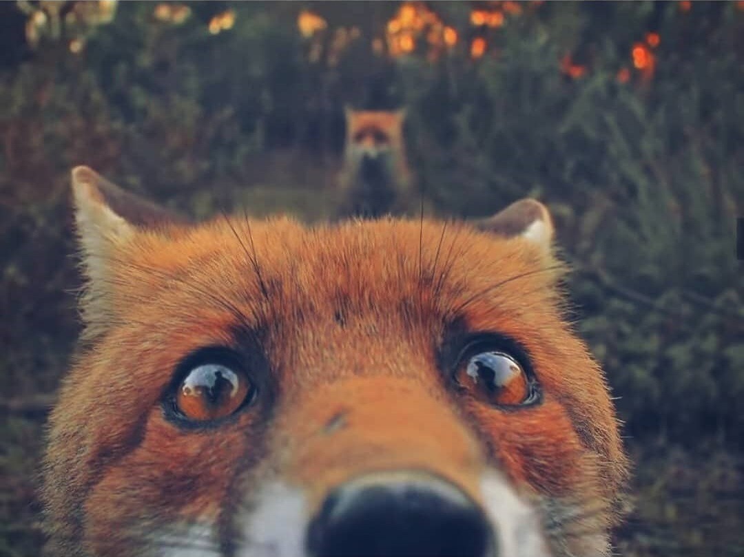 1080x809, 131 Kb / лиса, лис, нос, глаза, рыжая