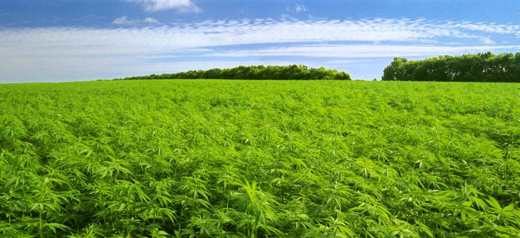 1040x476, 108 Kb / поле, небо, деревья, конопля