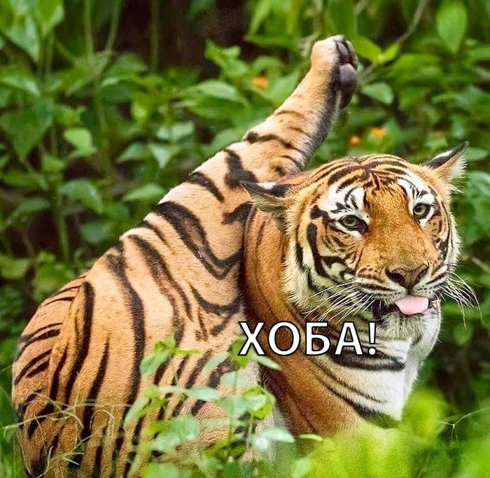 700x683, 147 Kb / Тигр, лапа, язык, нога, хоба