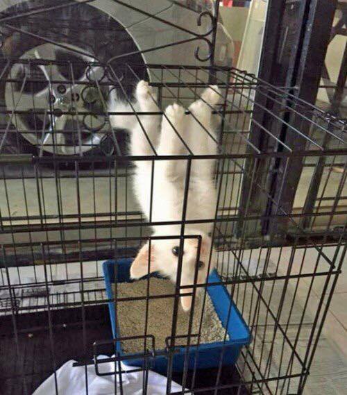 500x569, 52 Kb / котёнок, клетка