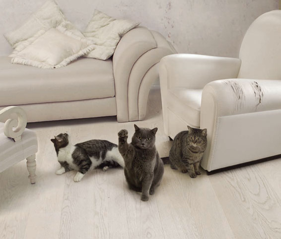 566x482, 36 Kb / коты, гоп-стоп