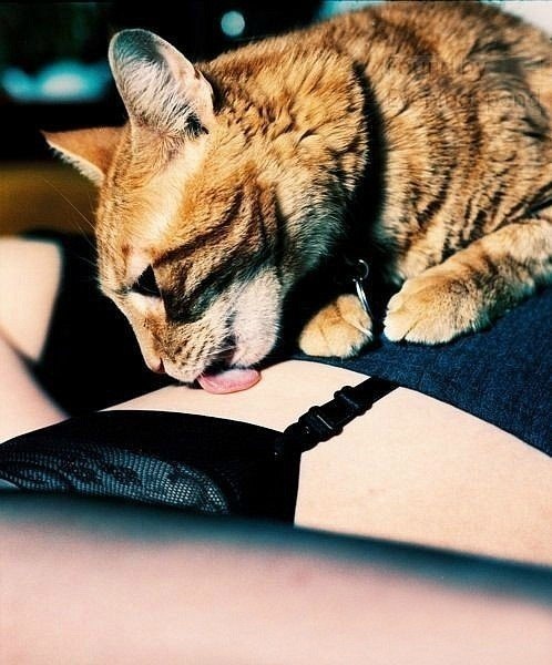 498x600, 67 Kb / кот, лижет, чулки