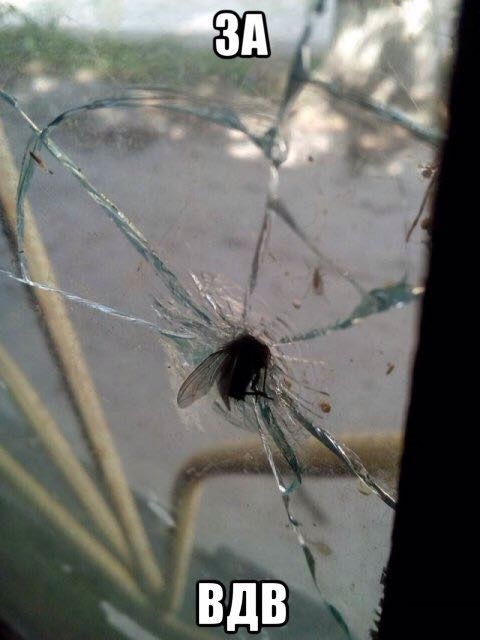 480x640, 59 Kb / стекло, муха, вдв