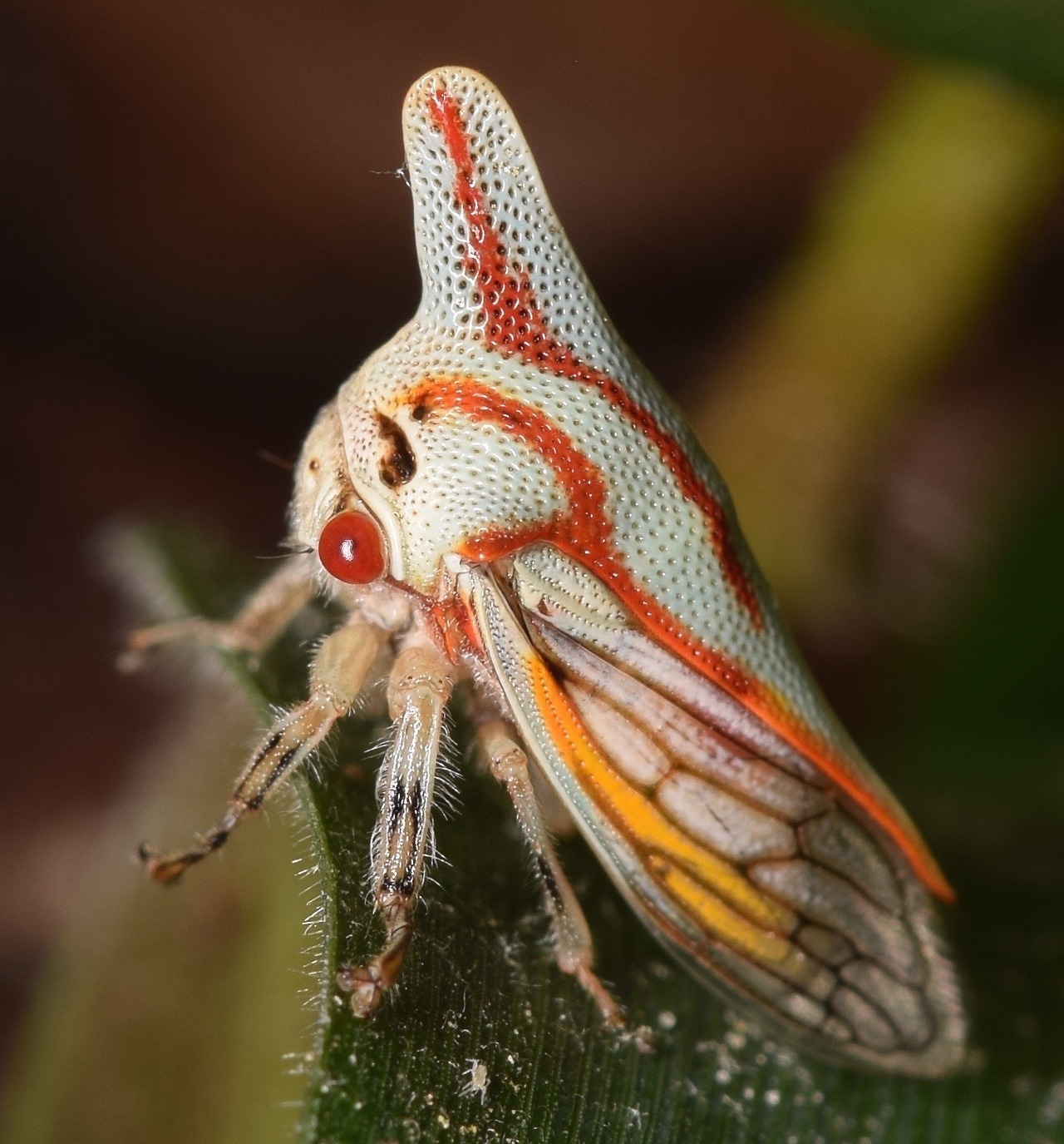 1280x1375, 326 Kb / древесный кузнечик, насекомое, букашка, макро, горбатка, бодушка