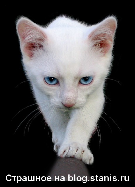 462x642, 48 Kb / кошка