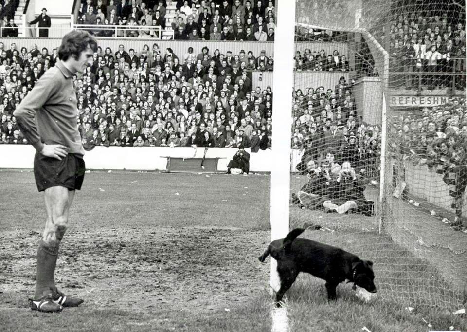 960x682, 152 Kb / собака, ворота, футбол, ч/б