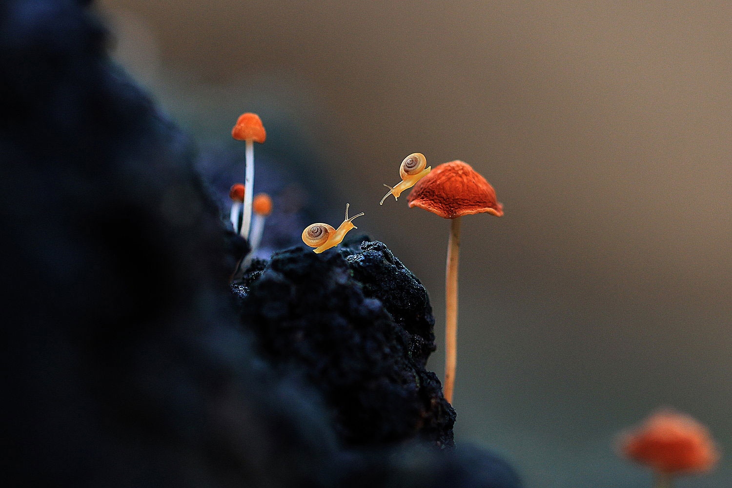 1500x1000, 318 Kb / улитки, грибы