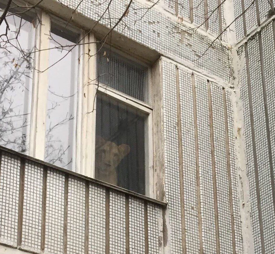 942x868, 214 Kb / Окно, львица