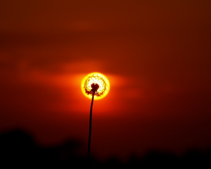 740x594, 23 Kb / солнце, одуван