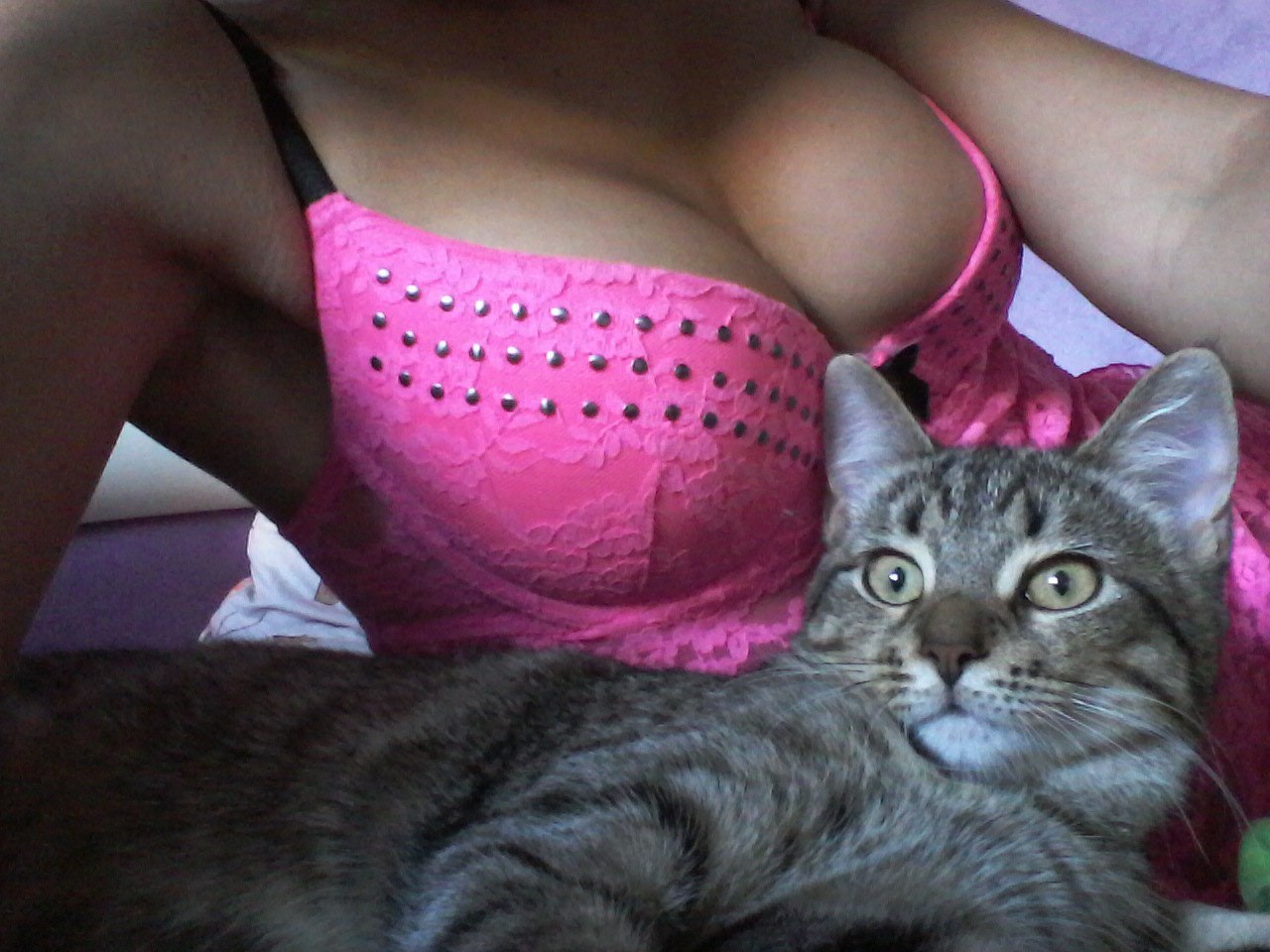 1280x960, 192 Kb / кот, сиськи, розовое, боди