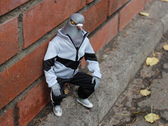 640x480, 70 Kb / голубь, корты, гопник, бордюр