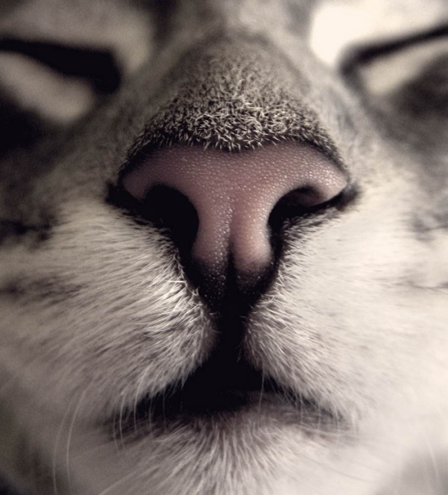 650x719, 132 Kb / кот, нос