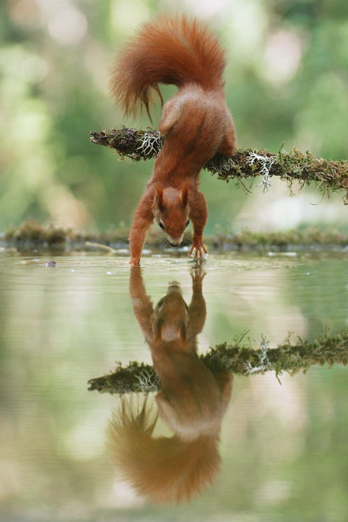 500x750, 550 Kb / белка, лапки, вода, отражение, ветка, палка, мох, зелень, лес, хвост