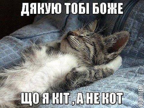 480x360, 52 Kb / кiт, кот