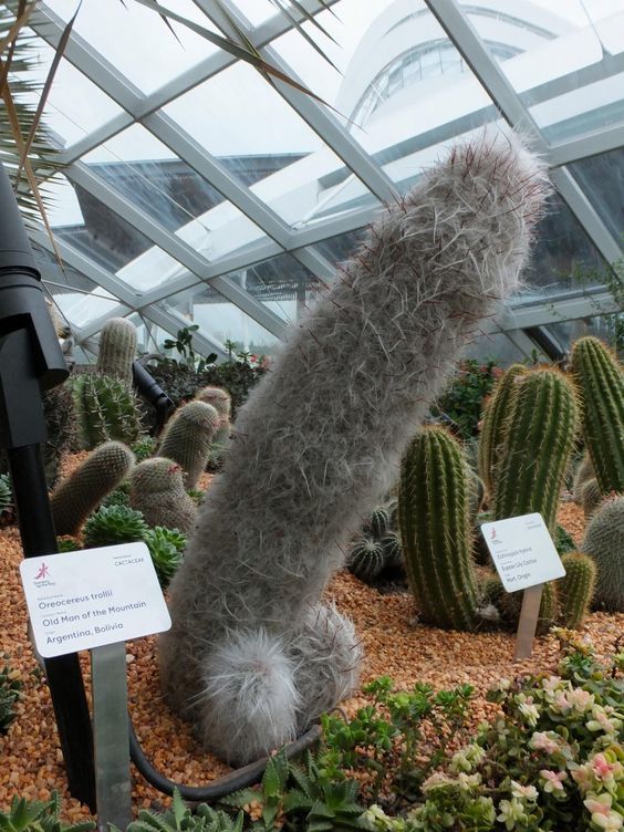 564x752, 98 Kb / кактус, хуй