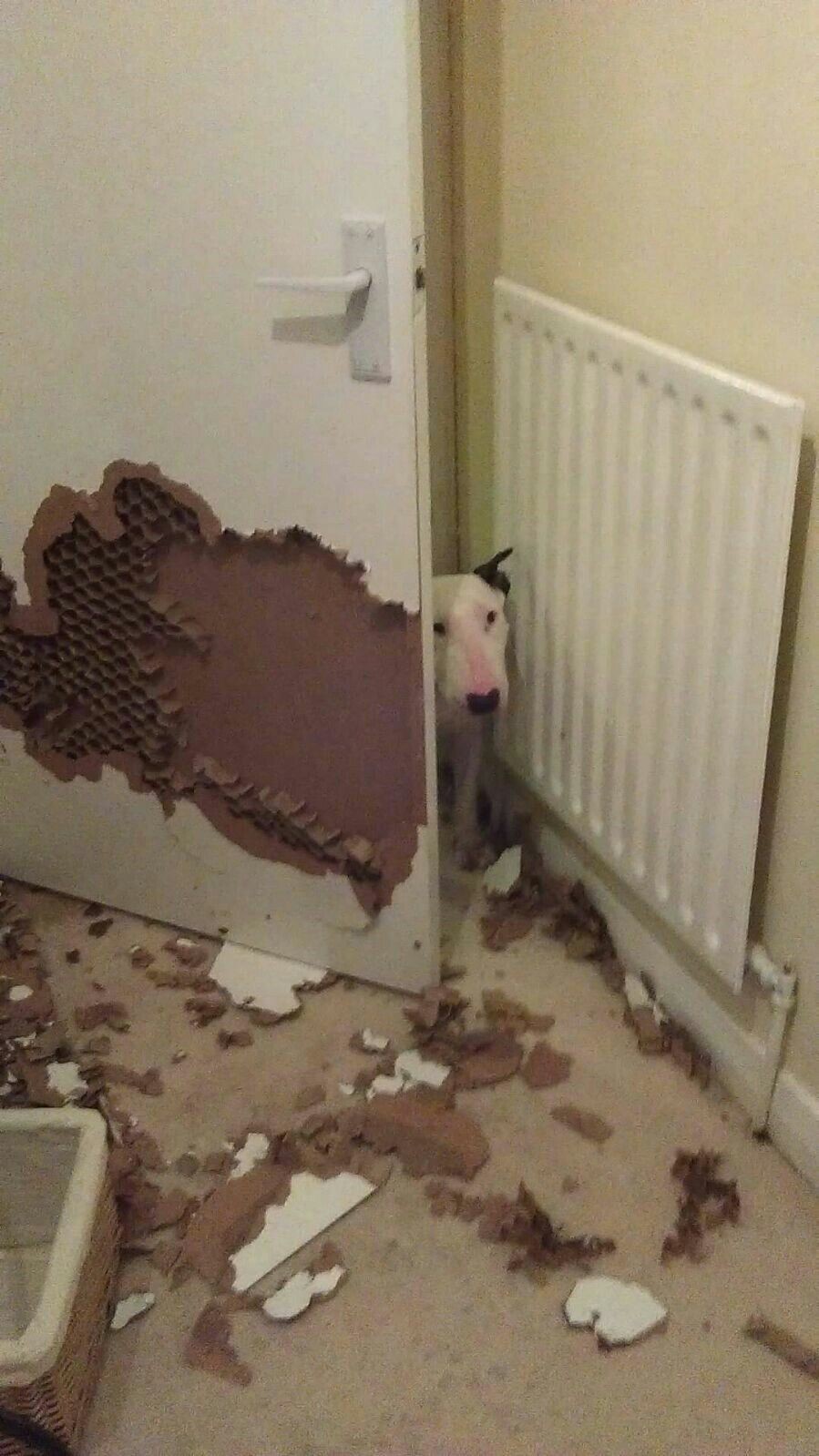 899x1599, 192 Kb / бультерьер, дверь