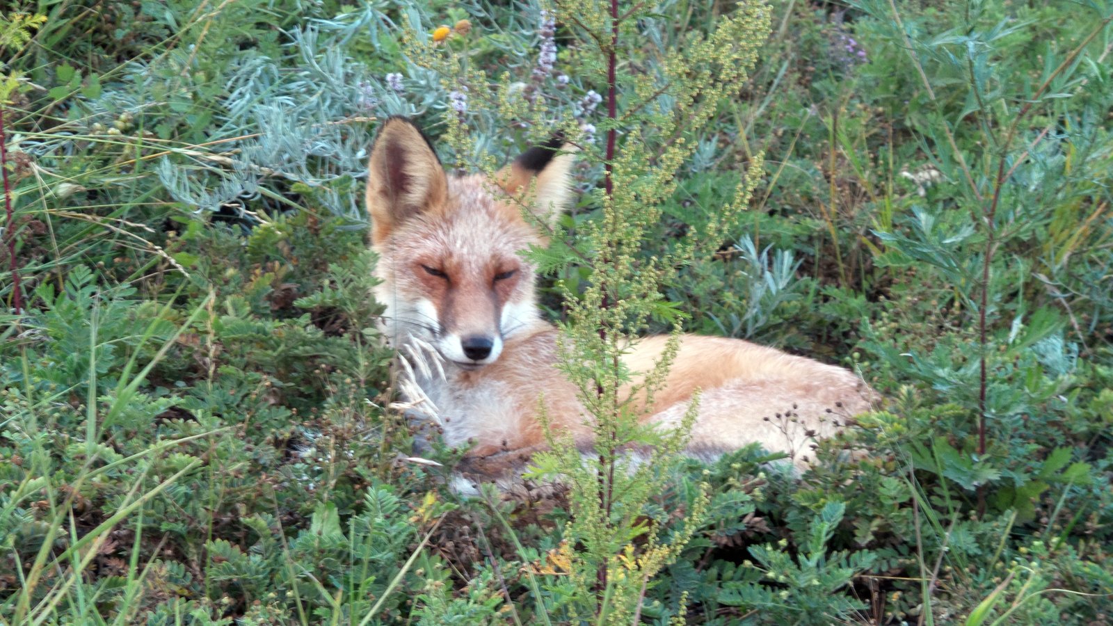 1600x900, 411 Kb / лиса, Татышев, сытая