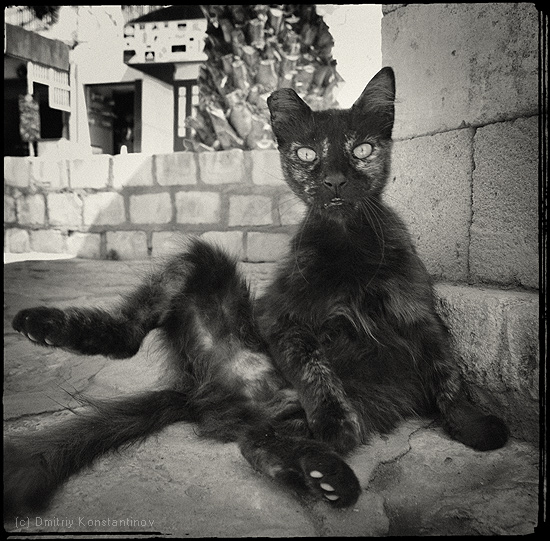 550x541, 151 Kb / суббота, yegorka, кот