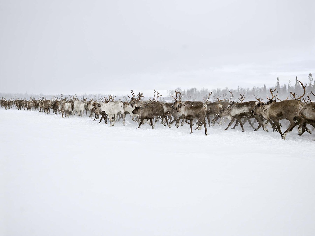 1280x960, 98 Kb / олени, снег