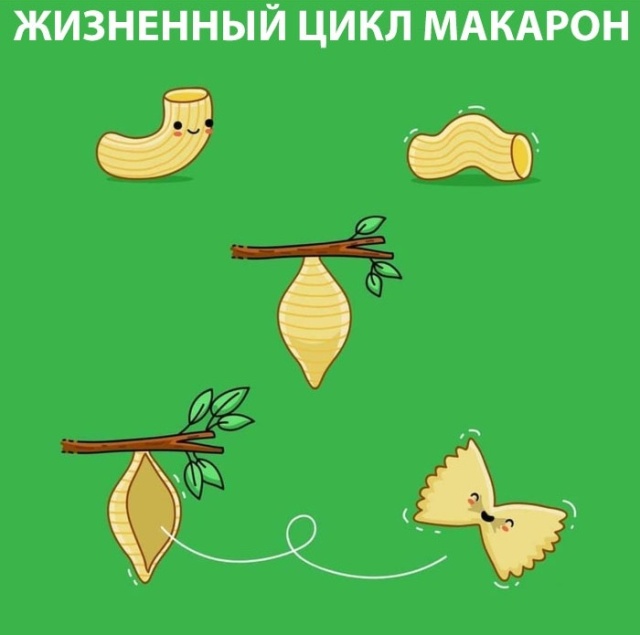 640x635, 53 Kb / макарон, цикл, бабочка, гусеница
