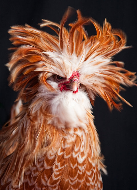 480x668, 85 Kb / курица, петух, птица, перья