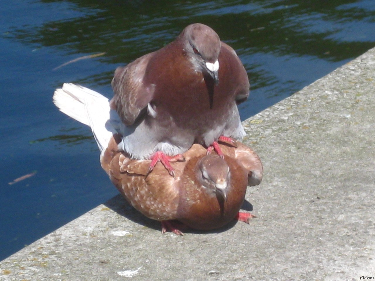 1280x960, 210 Kb / голуби, верхом