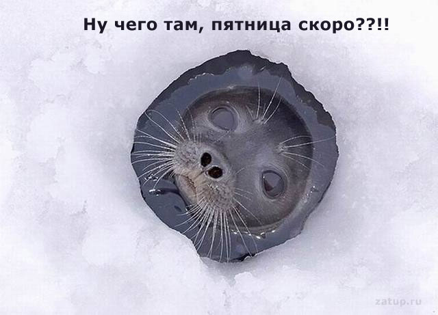 640x461, 42 Kb / тюлень, прорубь, вопрос, пятница