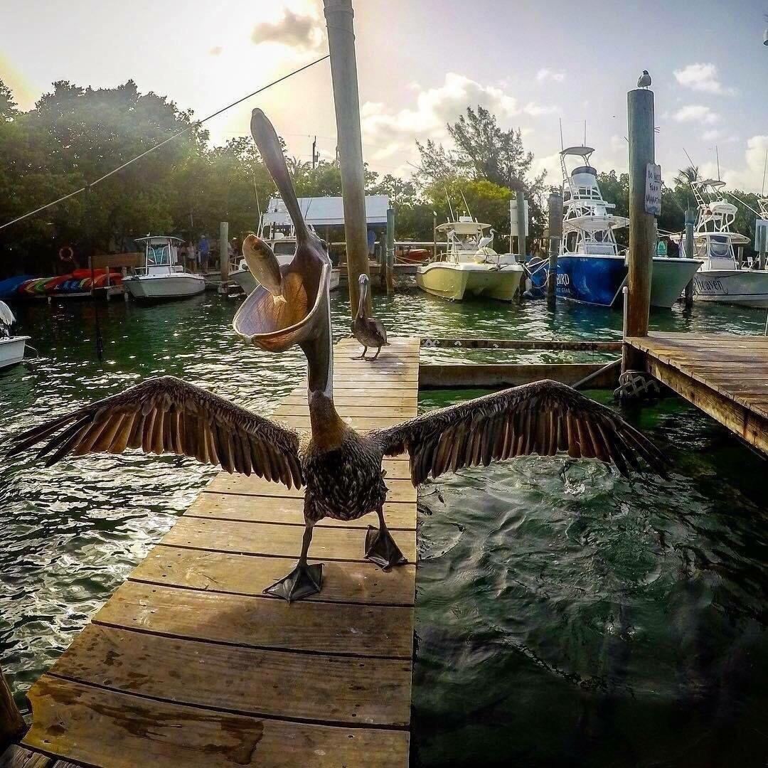 1080x1080, 239 Kb / пеликан, рыба, катер