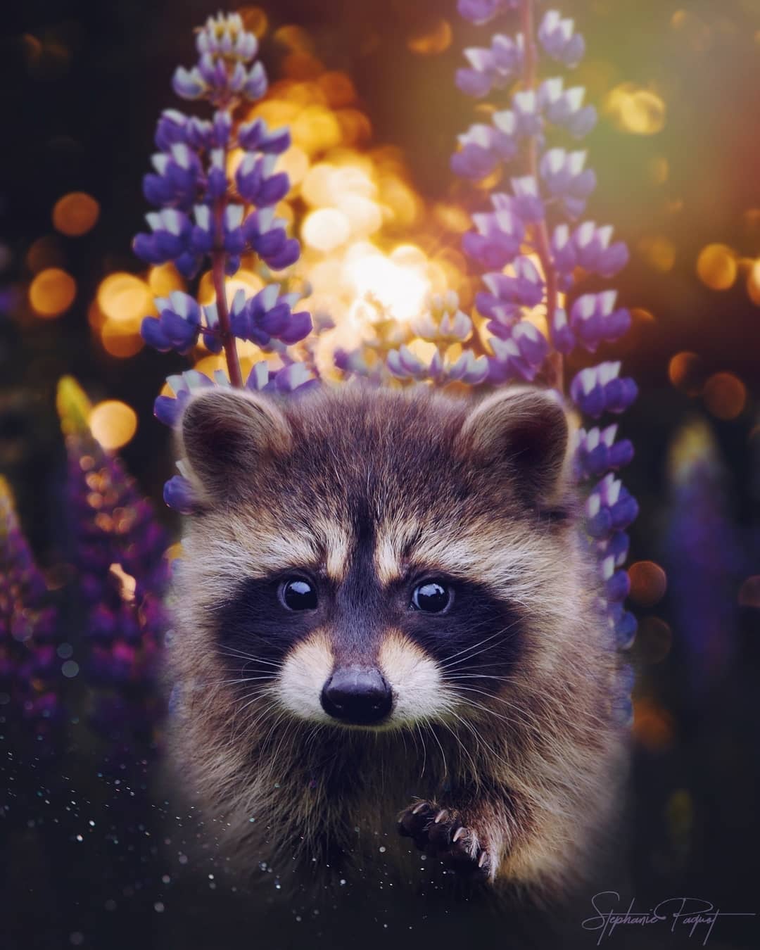 1080x1350, 110 Kb / енот, цветы, люпин