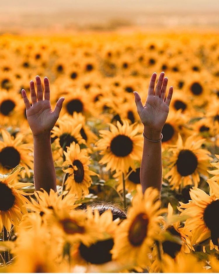 750x937, 97 Kb / подсолнухи, руки