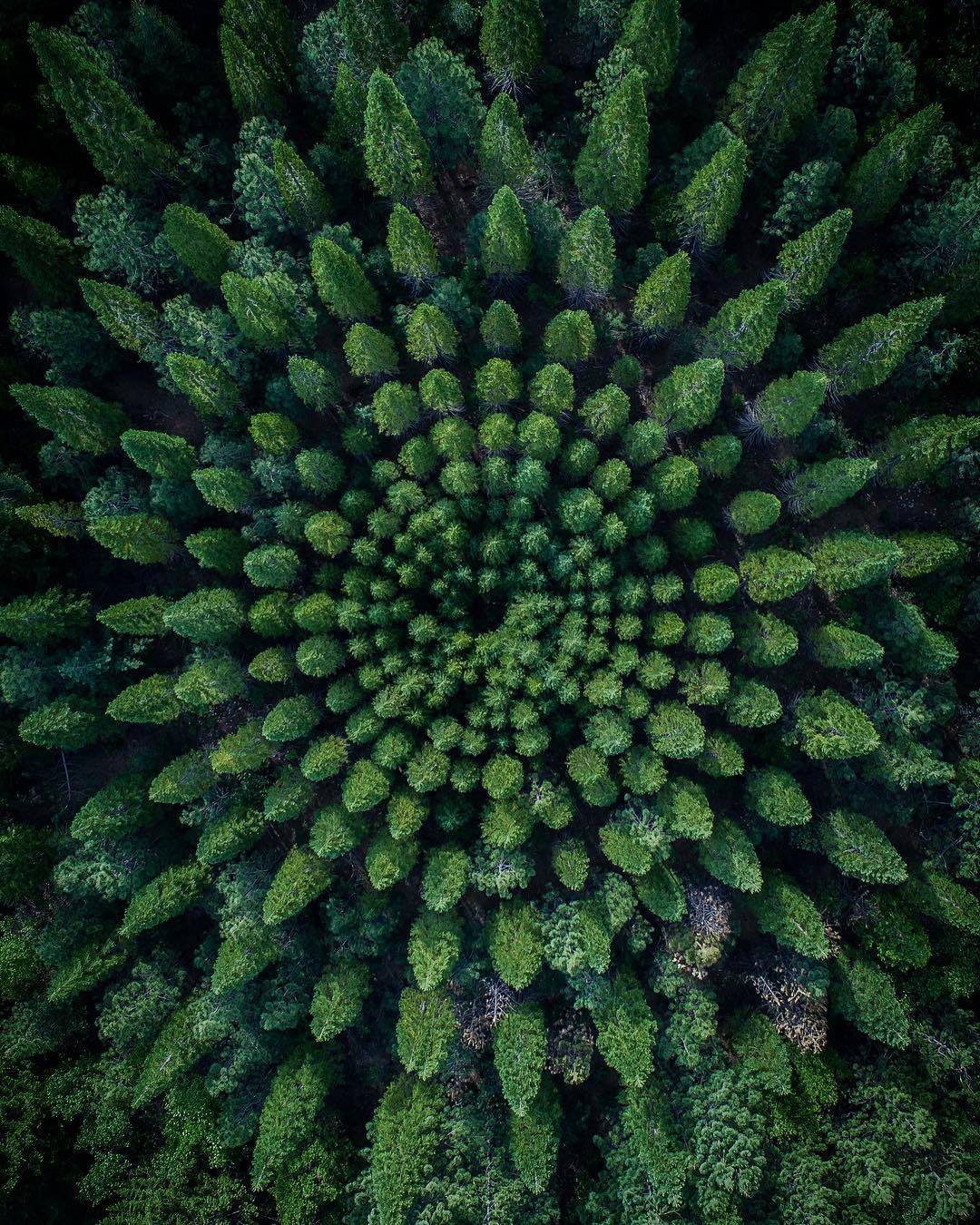 1080x1350, 346 Kb / лес, круг, сверху