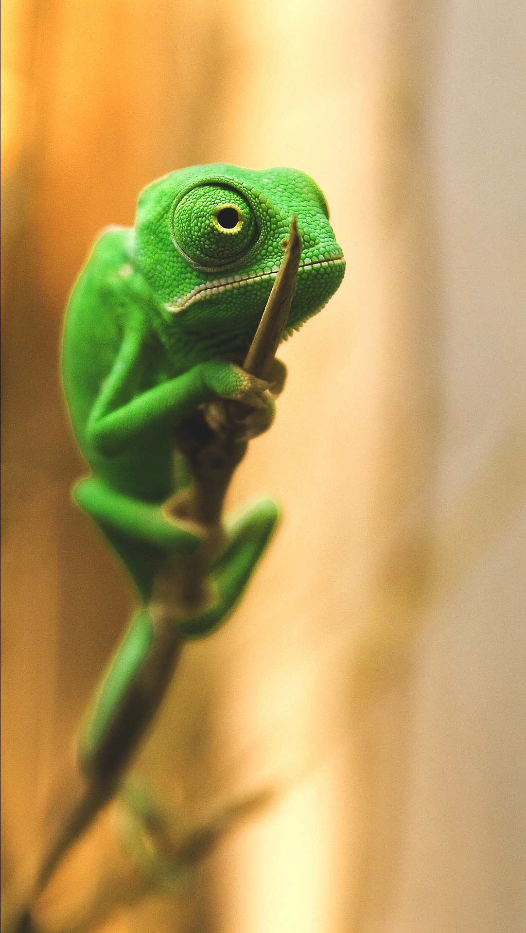 1082x1919, 495 Kb / хамелеон, зеленый