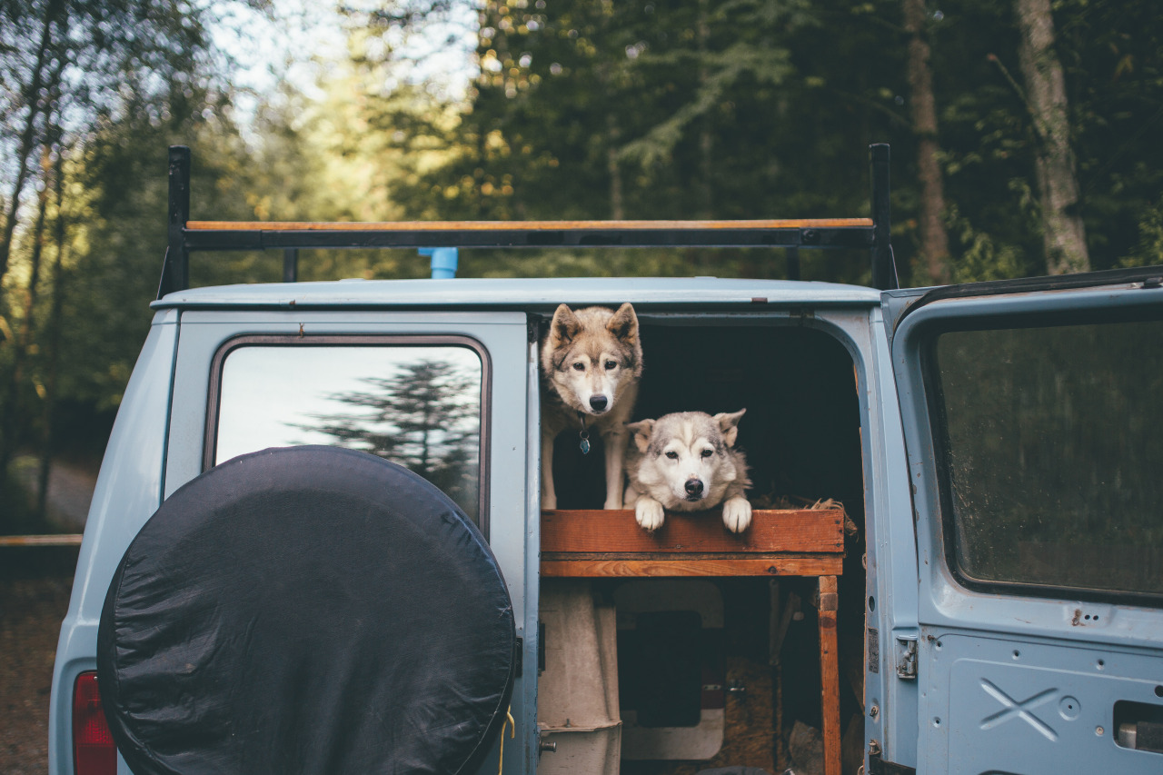 1280x853, 288 Kb / собаки, джип, лайки, маламут