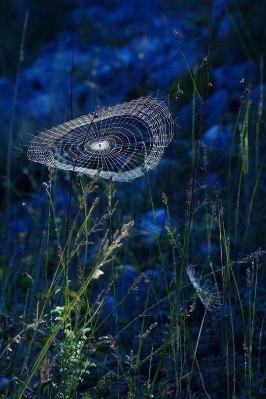 540x810, 65 Kb / паутина, трава