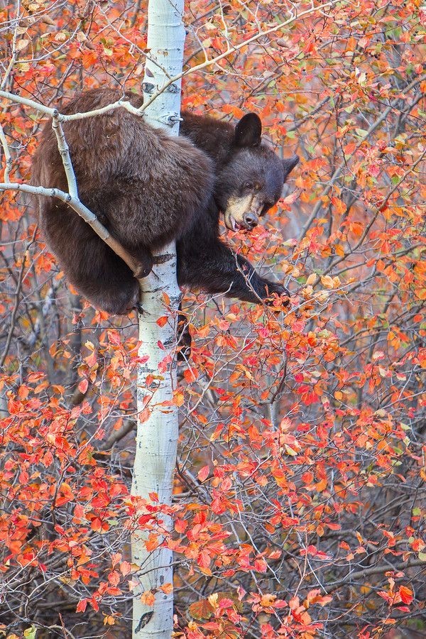 600x900, 241 Kb / медведь, береза, осень